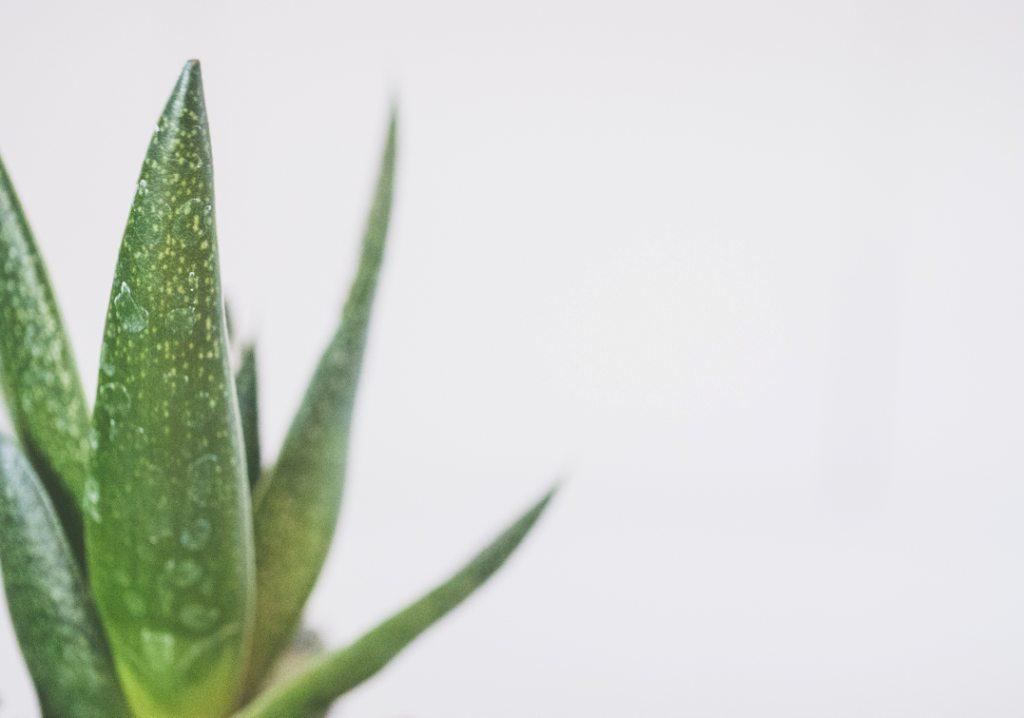 Aloe Vera plant left Aloe Vera plant left