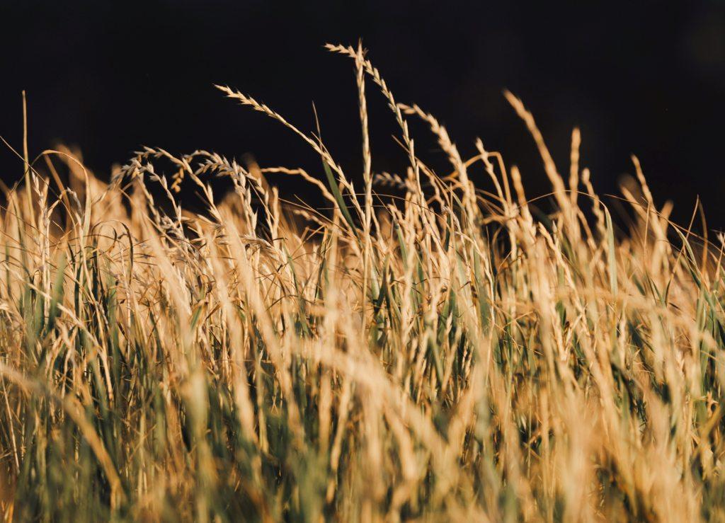 Pianta di avena Pianta di avena